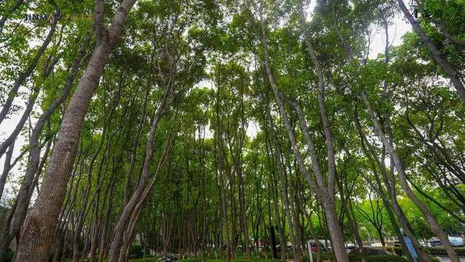 Im体育网站：狮山金茂府2024网站-狮山金茂府楼盘详情-苏州房天下(图4)