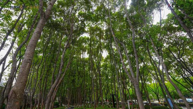 Im体育网站：狮山金茂府(2024年狮山金茂府)网站-楼盘详情-上海房天下(图4)