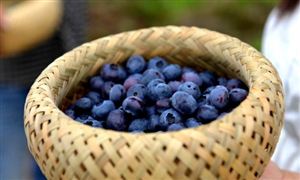 Im（中国体育）：多条航线海洋运输行业市场现状及未来发展分析(图4)