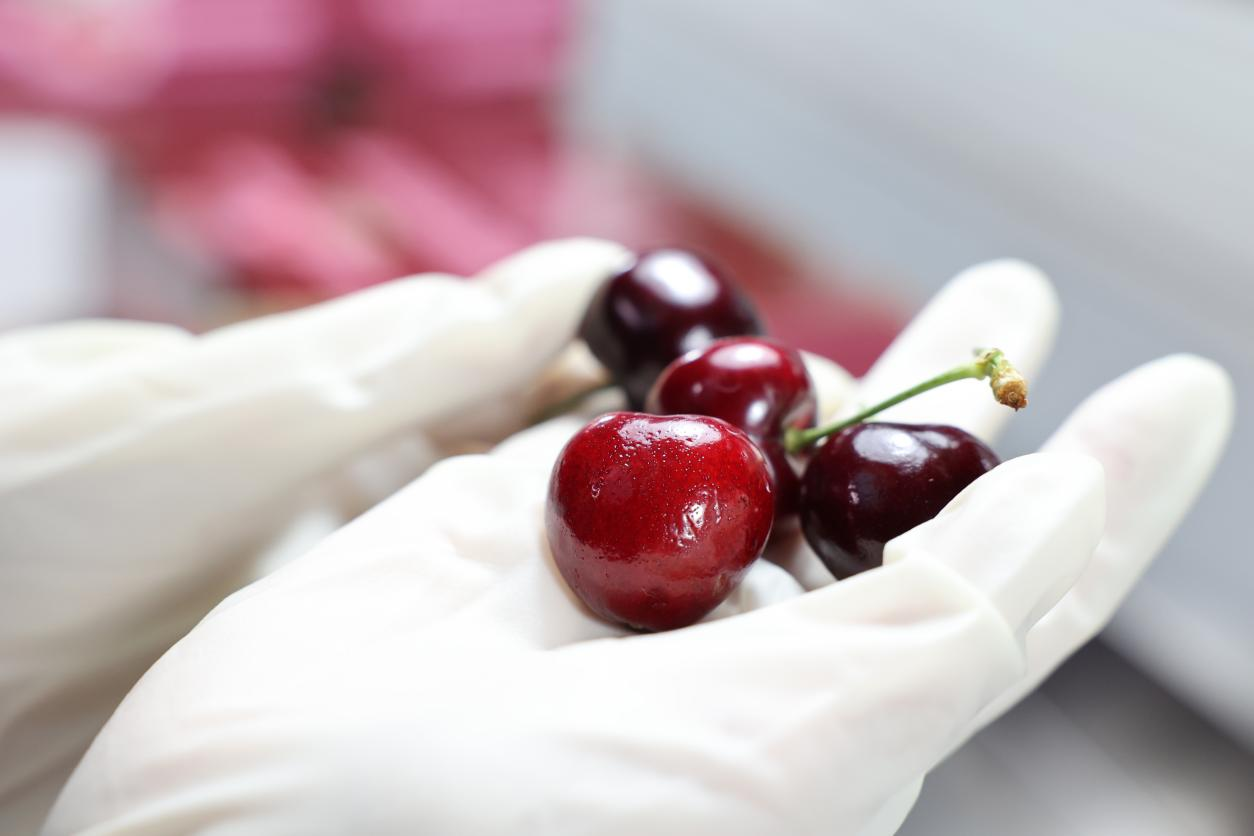 Im（中国体育）：开辟绿色通道提供高效服务！成都迎来2024产季单批最大货量智利进口车厘子(图1)