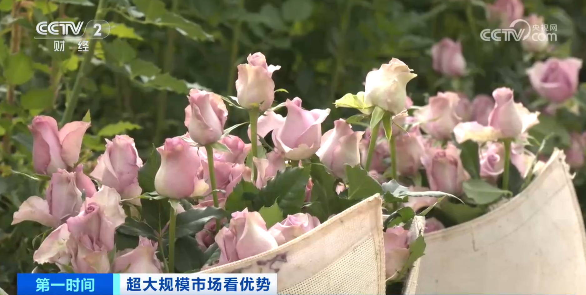 Im体育网站：跟着鲜花“跑”物流！大市场如何“织”出大网络？(图1)