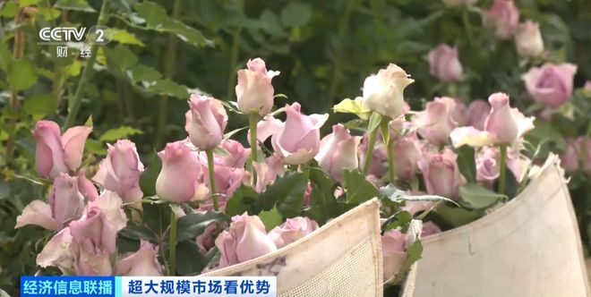 Im（中国体育）：世界之最！这个超大规模市场加速狂飙→(图1)