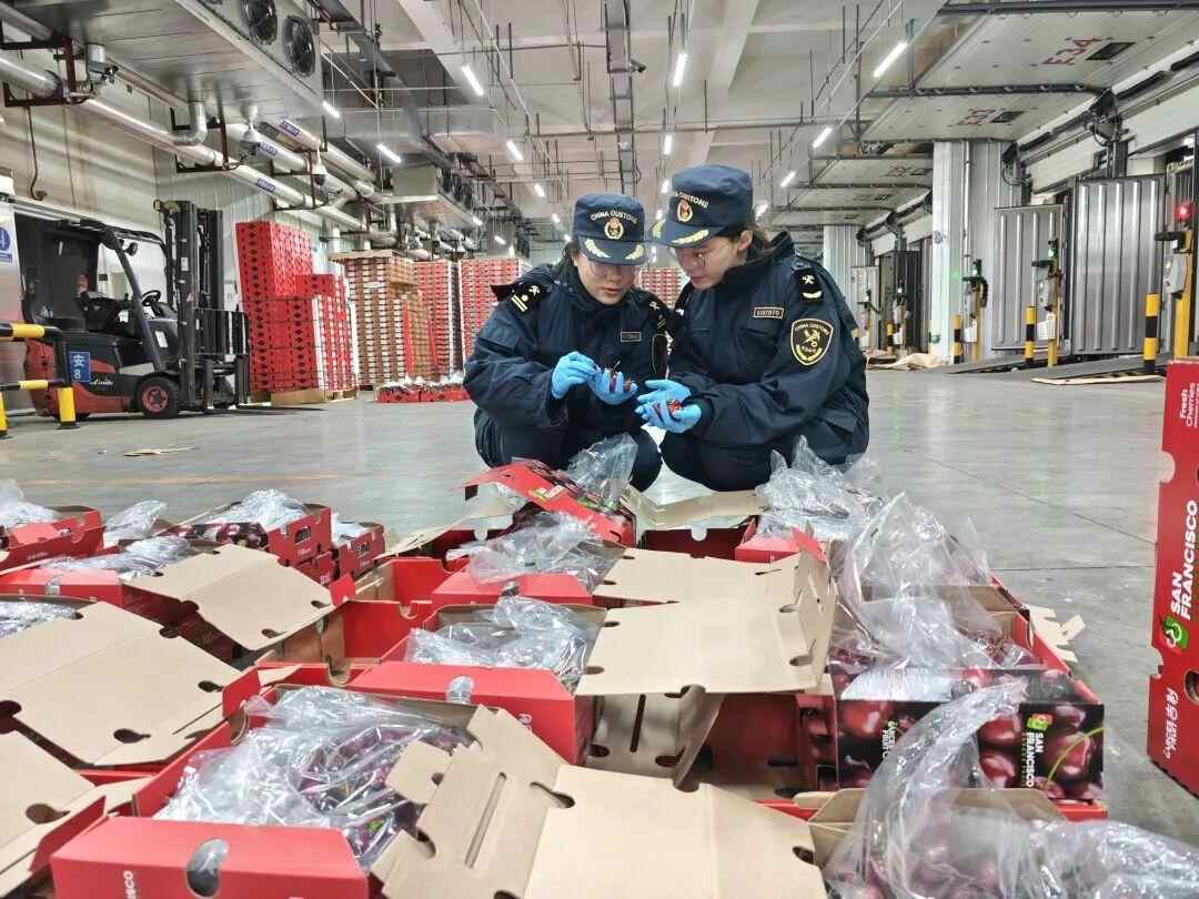 价格暴跌近40%广州正大量上市！今年可以更早实现车厘子自由吗？(图2)