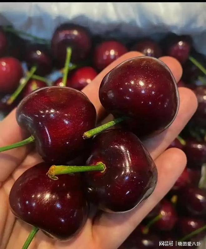 Im体育网站：从399元到19！车厘子价格断崖式下跌水果贵族怎么熄火了(图2)